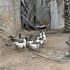 وز بلدي للبيع