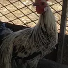 ديوك فونكس