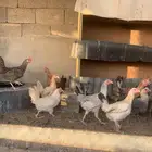 مشروع دجاج