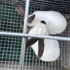 ارانب فرنسية