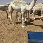 للبيع الحوار الطايش