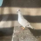 حمام شامي