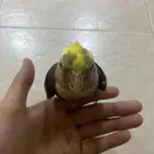 طير كروان