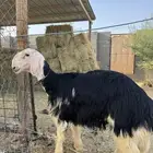 طلي نجدي