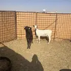 عرض معز بيشه واحد قريب ثنيه فحصه اليوم فيه ثنين اله شهرين