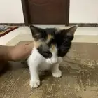 قطوه للبيع
