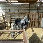 المدينه المنوره