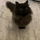 قط صغير لتبني