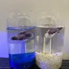سمكه فايتر