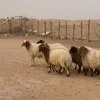 خرفان نعيمي بلدي
