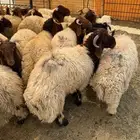 نعيم جبر بلدي للمناسبات تقييم 110 ومتوفر تمارا