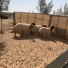 غنم