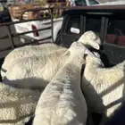 خرفان كفو على السوم