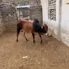 أضم - العرج - قرية جذل