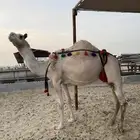 خلفه شقحا تحتها قعود