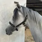 فرس واهو