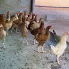 دجاج بلدي العمر 3 شهور ونص