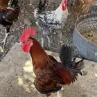 ديوك للبيع