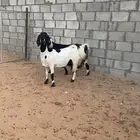 معزا مشروكه دفيع طيبه