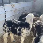 طليان نجد للبيع ذبايح