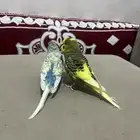 جوز بادجي اليف للبيع