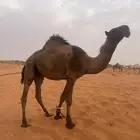 قعود