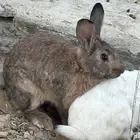 أرانب للبيع