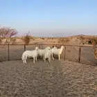 طليان مناسبات