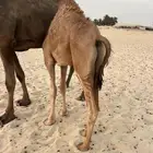 قعود للبيع غرب الدمام شرق كبري صلاصل
