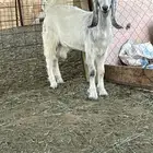 تيس مخصي