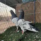 جوز تيدي (بيور )