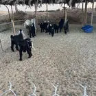 6 تيوس وجفرتين للبيع
