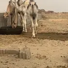 قعدان العدد 3