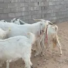 معزا 11 مع الفحل