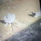 حمام شمسي البيع وبيع مستعجل العداد 4مهن اجوز الموق العسويه