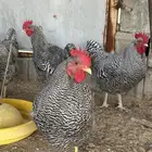 ديوك امروك صافي شرط