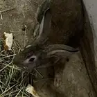 الحناكيه