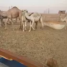 حشوو للبيع