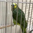ببغاء   امازون للبيع