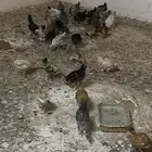 فروخ دججاج بلدي
