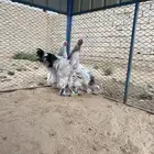 دجاج برهماء كولمبي