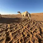 خلفة مصغر منيحه تحتها بكرة