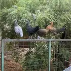دجاج بلدي للبيع