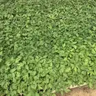 شتلات طماطم محمي وبيدجان