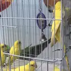 طيور بادجي لاتينو