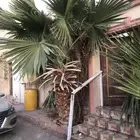 نخل امريكي للبيع العدد3 علي السوم