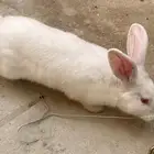 أرنب