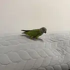 طير سينغالي هدد قمة في الولافة (تم البيع) (تم البيع)