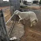 تم البيع خارج الحراج