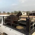 طلي سواكني تيلاد تم البيع